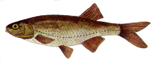 Squalius palaciosi_001.jpg
